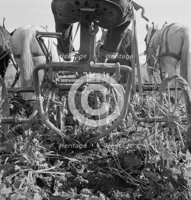 Sugar beet lifter in older settler's field..., near Ontario, Malheur County, Oregon, 1939. Creator: Dorothea Lange.