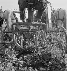Sugar beet lifter in older settler's field..., near Ontario, Malheur County, Oregon, 1939. Creator: Dorothea Lange