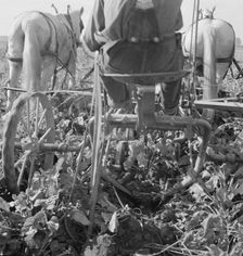 Sugar beet lifter in older settler's field..., near Ontario, Malheur County, Oregon, 1939. Creator: Dorothea Lange