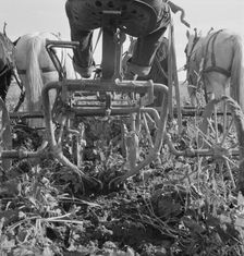 Sugar beet lifter in older settler's field..., near Ontario, Malheur County, Oregon, 1939. Creator: Dorothea Lange