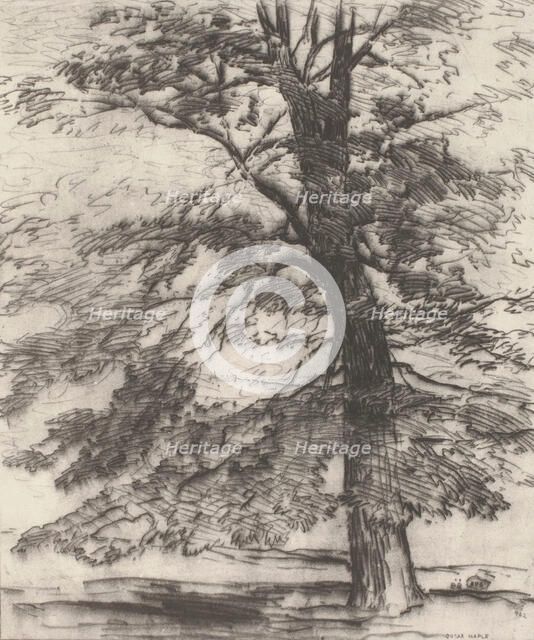 Sugar Maple, 1920. Creator: Bolton Coit Brown.