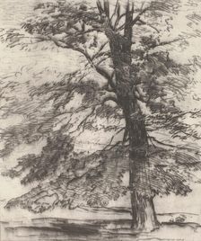 Sugar Maple, 1920. Creator: Bolton Coit Brown
