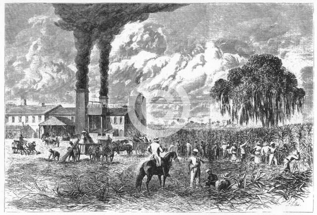 Sugar Plantation, New Orleans, 1870.Artist: A R Ward