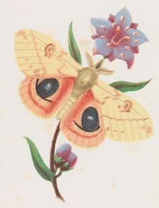 Sulfur Peacock Moth, 1862. Creator: Louis Prang