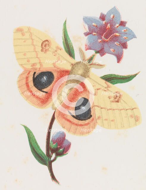 Sulfur Peacock Moth, 1862. Creator: Louis Prang.