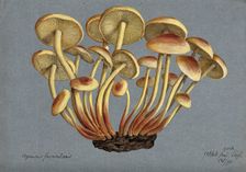 Sulphur tuft fungus (Hypholoma fasciculare), 1892. Creator: Unknown