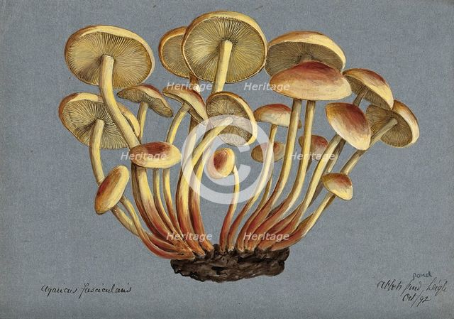 Sulphur tuft fungus (Hypholoma fasciculare), 1892. Creator: Unknown.