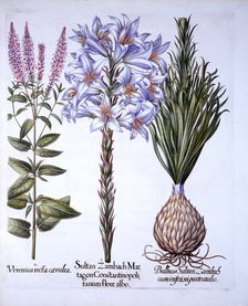 Sultan Zambach Lily and Bulb, Veronica, from Hortus Eystettensis by Basil Besler (1561-1629), pub