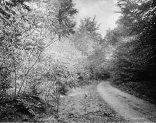 Sumach in autumn, Pittsfield, Mass., c.between 1910 and 1920. Creator: Unknown