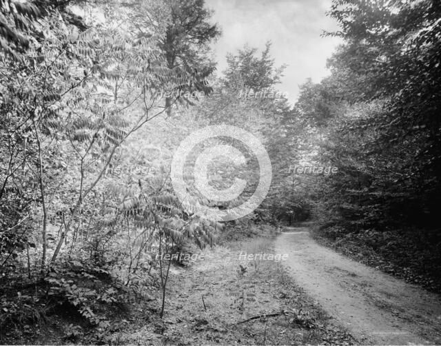 Sumach in autumn, Pittsfield, Mass., c.between 1910 and 1920. Creator: Unknown.