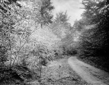 Sumach in autumn, Pittsfield, Mass., c.between 1910 and 1920. Creator: Unknown