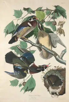 Summer or Wood Duck, 1834. Creator: Robert Havell