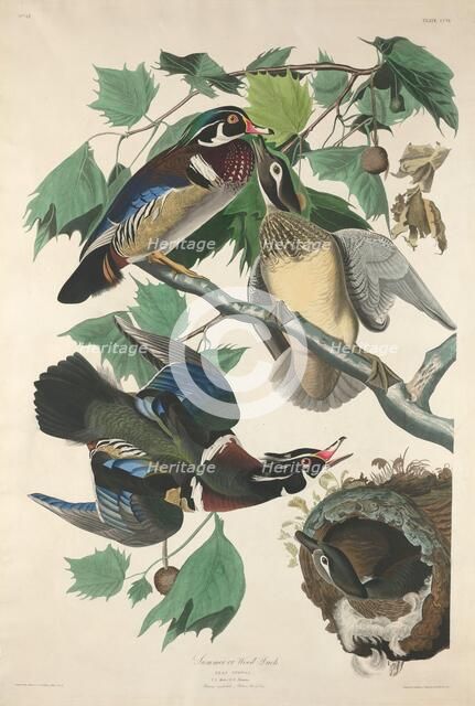 Summer or Wood Duck, 1834. Creator: Robert Havell.