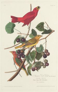 Summer Red Bird, 1828. Creator: Robert Havell