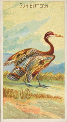 Sun Bittern, from the Birds of the Tropics series (N5) for Allen & Ginter Cigarettes Brands, 1889. Creator: Allen & Ginter