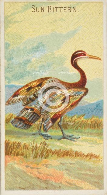Sun Bittern, from the Birds of the Tropics series (N5) for Allen & Ginter Cigarettes Brands, 1889. Creator: Allen & Ginter.