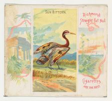 Sun Bittern, from Birds of the Tropics series (N38) for Allen & Ginter Cigarettes, 1889. Creator: Allen & Ginter