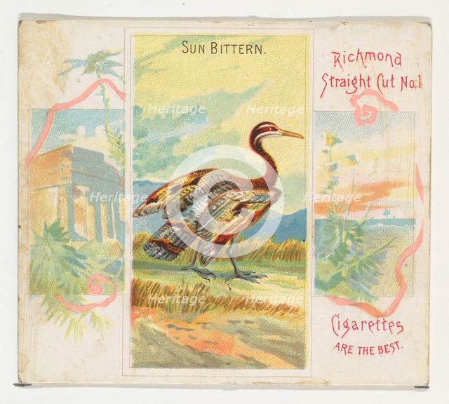 Sun Bittern, from Birds of the Tropics series (N38) for Allen & Ginter Cigarettes, 1889. Creator: Allen & Ginter.