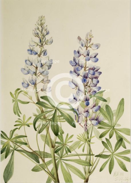 Sun Dial Lupine (Lupinus perennis), 1919. Creator: Mary Vaux Walcott.
