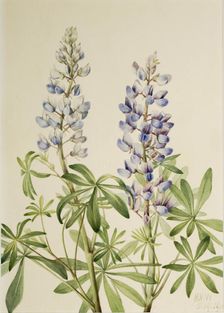 Sun Dial Lupine (Lupinus perennis), 1919. Creator: Mary Vaux Walcott