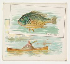 Sunfish, from Fish from American Waters series (N39) for Allen & Ginter Cigarettes, 1889. Creator: Allen & Ginter