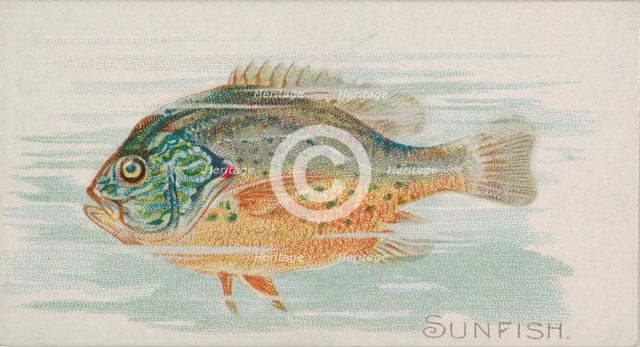 Sunfish, from the Fish from American Waters series (N8) for Allen & Ginter Cigarettes Brands, 1889. Creator: Allen & Ginter.