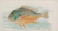 Sunfish, from the Fish from American Waters series (N8) for Allen & Ginter Cigarettes Brands, 1889. Creator: Allen & Ginter