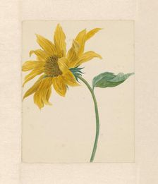 Sunflower, 1714-1760. Creator: Michiel van Huysum