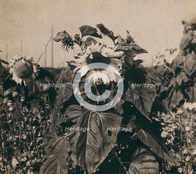 Sunflower, 1910. Creator: Sergey Mikhaylovich Prokudin-Gorsky.