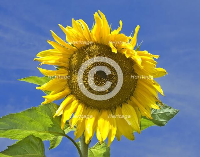 Sunflower on the upper terrace at Osborne, House, Isle of Wight, c2008. Artist: Peter Williams.