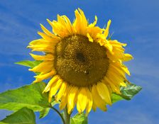 Sunflower, Osborne House, East Cowes, Isle of Wight, 2008. Creator: Peter Williams
