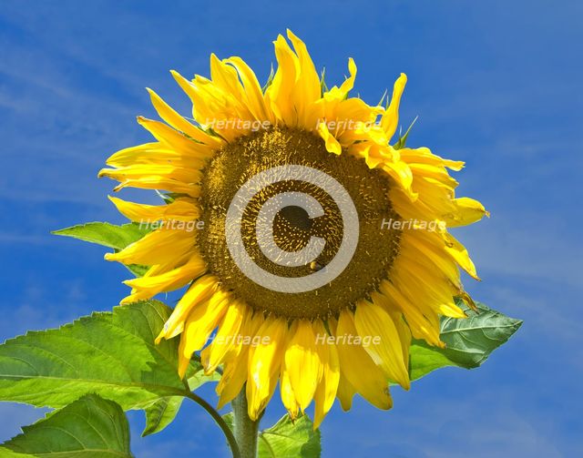 Sunflower, Osborne House, East Cowes, Isle of Wight, 2008. Creator: Peter Williams.