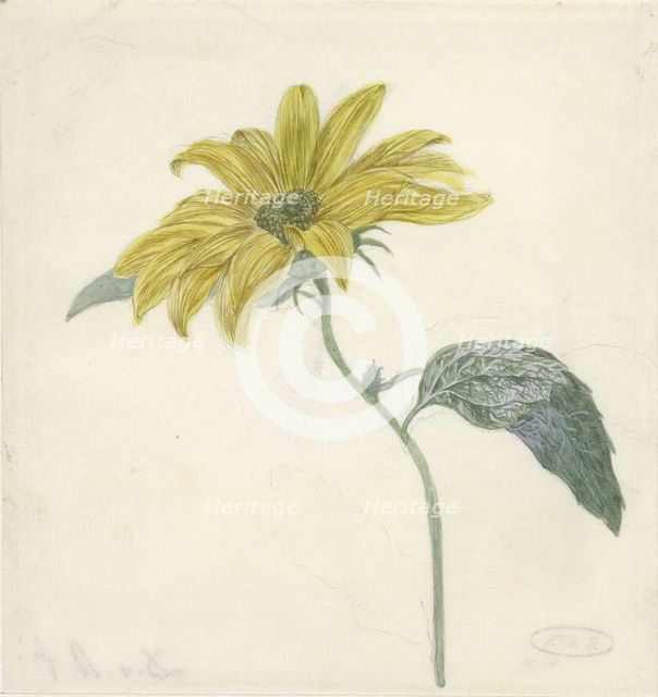 Sunflower, c.1800-c.1900. Creator: D. van Alphen.