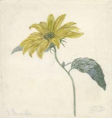 Sunflower, c.1800-c.1900. Creator: D. van Alphen