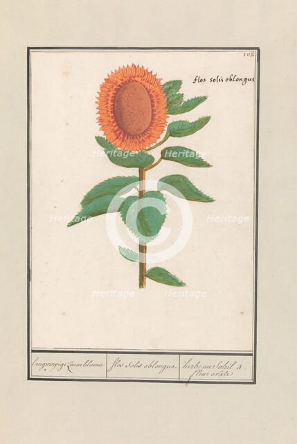 Sunflower (Helianthus annuus), 1596-1610. Creators: Anselmus de Boodt, Elias Verhulst.