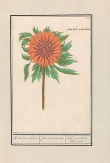 Sunflower (Helianthus annuus), 1596-1610. Creators: Anselmus de Boodt, Elias Verhulst