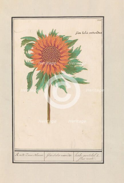 Sunflower (Helianthus annuus), 1596-1610. Creators: Anselmus de Boodt, Elias Verhulst.