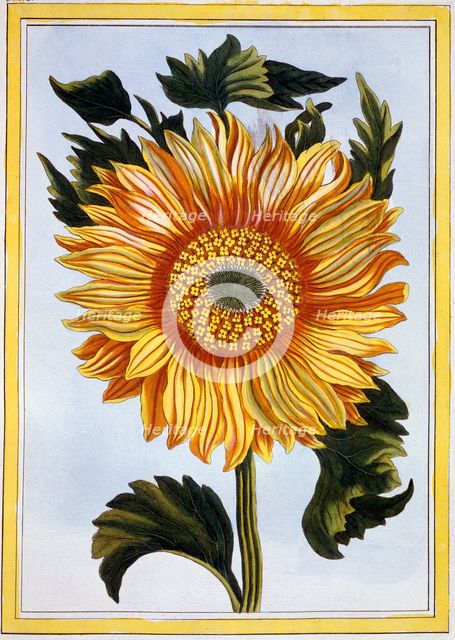 Sunflower, pub. 1776. Creator: Pierre Joseph Buchoz (1731-1807).