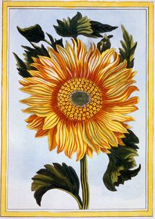 Sunflower, pub. 1776. Creator: Pierre Joseph Buchoz (1731-1807)