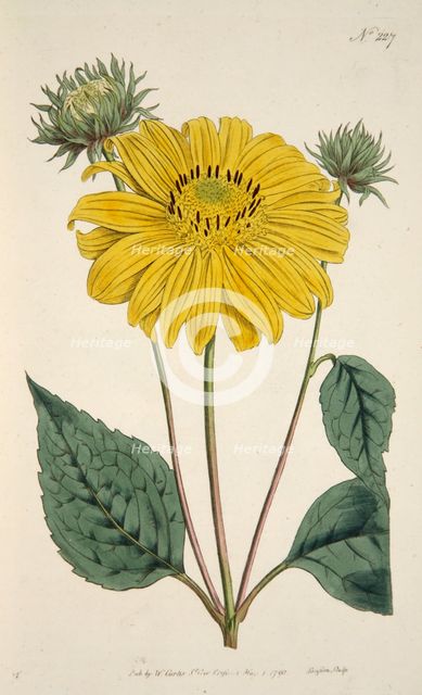 Sunflower, pub. 1796 (hand coloured engraving). Creator: English School (18th Century).