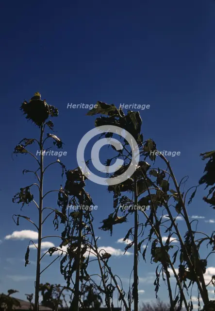 Sunflower plants, between 1941 and 1942. Creator: Unknown.