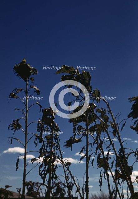 Sunflower plants, between 1941 and 1942. Creator: Unknown.