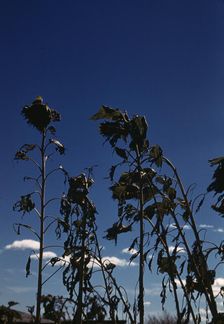 Sunflower plants, between 1941 and 1942. Creator: Unknown