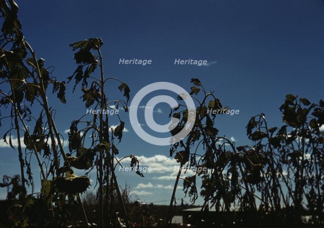 Sunflower plants, between 1941 and 1942. Creator: Unknown.