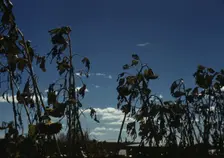 Sunflower plants, between 1941 and 1942. Creator: Unknown