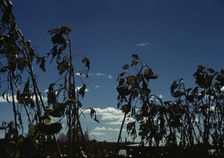 Sunflower plants, between 1941 and 1942. Creator: Unknown