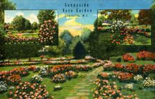 Sunnyside Rose Garden, Charlotte, N.C. 1942. Creator: Unknown
