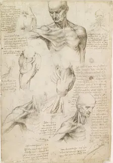 Superficial anatomy of the shoulder and neck , c. 1510. Creator: Leonardo da Vinci (1452-1519)