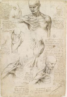 Superficial anatomy of the shoulder and neck , c. 1510. Creator: Leonardo da Vinci (1452-1519)