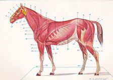 Superficial muscles, tendons, etc of a horse, c1907 (c1910). Artist: RE Holding